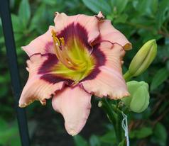 KNOLL COTTAGE JEANNE B